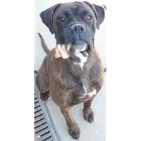 Foto dell\'animale cane - Matr. 2019/0789 - Microchip 380260043870072