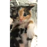 Foto dell\'animale gatto - Matr. 2019/0794 - Microchip 380260043869856