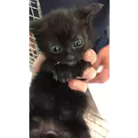 Foto dell\'animale gatto - Matr. 2019/0793 - Microchip 380260043870071