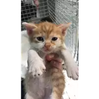 Foto dell\'animale gatto - Matr. 2019/0792 - Microchip 380260043870314