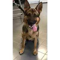 Foto dell\'animale cane - Matr. 2019/0806 - Microchip 380260100482784
