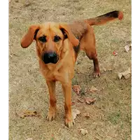 Foto dell\'animale cane - Matr. 2019/0807 - Microchip 380260043869470