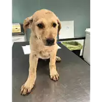 Foto dell\'animale cane - Matr. 2019/0814 - Microchip 380260043870716