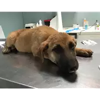 Foto dell\'animale cane - Matr. 2019/0813 - Microchip 380260043869615