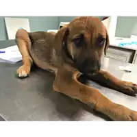 Foto dell\'animale cane - Matr. 2019/0811 - Microchip 380260043870234