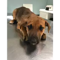 Foto dell\'animale cane - Matr. 2019/0810 - Microchip 380260043869906