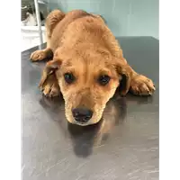 Foto dell\'animale cane - Matr. 2019/0809 - Microchip 380260043870149