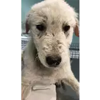 Foto dell\'animale cane - Matr. 2019/0819 - Microchip 380260043870221