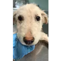 Foto dell\'animale cane - Matr. 2019/0816 - Microchip 380260043870186