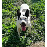 Foto dell\'animale cane - Matr. 2019/0820 - Microchip 380260042908899