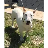 Foto dell\'animale cane - Matr. 2019/0822 - Microchip 380260043869947