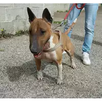 Foto dell\'animale cane - Matr. 2016/1810 - Microchip 380260042789165