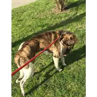 Foto dell\'animale cane - Matr. 2019/0823 - Microchip 380260043530612