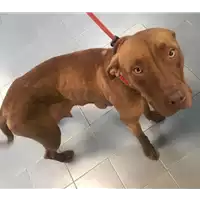 Foto dell\'animale cane - Matr. 2019/0830 - Microchip 380260004198135