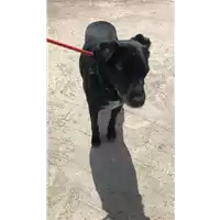 Foto dell\'animale cane - Matr. 2019/0836 - Microchip 98512002477921