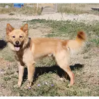Foto dell\'animale cane - Matr. 2015/1679 - Microchip 380260042531751