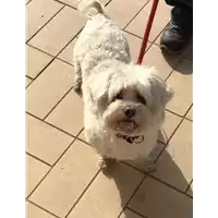 Foto dell\'animale cane - Matr. 2019/0846 - Microchip 981020007831415