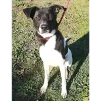 Foto dell\'animale cane - Matr. 2019/0840 - Microchip 380260043686759