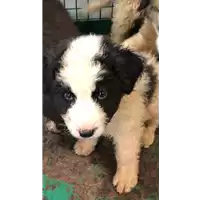 Foto dell\'animale cane - Matr. 2019/0843 - Microchip 380260043640198