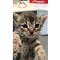 Foto dell\'animale gatto - Matr. 2019/0850 - Microchip 380260043680730