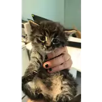 Foto dell\'animale gatto - Matr. 2019/0849 - Microchip 380260043686484