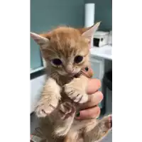 Foto dell\'animale gatto - Matr. 2019/0847 - Microchip 380260043680554