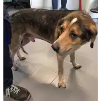 Foto dell\'animale cane - Matr. 2019/0852 - Microchip 380260043686614