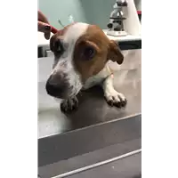 Foto dell\'animale cane - Matr. 2019/0855 - Microchip 380260043680575