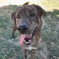Foto dell\'animale cane - Matr. 2019/0856 - Microchip 380260043687000