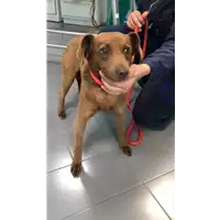 Foto dell\'animale cane - Matr. 2019/0857 - Microchip 380260043686613