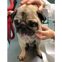 Foto dell\'animale cane - Matr. 2019/0859 - Microchip 380260043686935