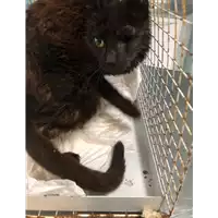 Foto dell\'animale gatto - Matr. 2018/0634 - Microchip 380260043519944