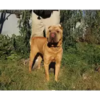 Foto dell\'animale cane - Matr. 2016/1507 - Microchip 380260042790245