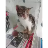 gatto - Matr. 2019/0862 - Microchip 380260043640380