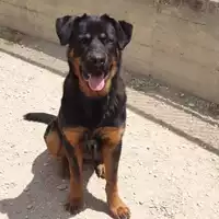 Foto dell\'animale cane - Matr. 2019/0863 - Microchip 380260043687360