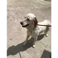 Foto dell\'animale cane - Matr. 2019/0864 - Microchip 380260020125776