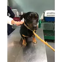 Foto dell\'animale cane - Matr. 2019/0511 - Microchip 380260043872691