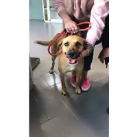 Foto dell\'animale cane - Matr. 2019/0870 - Microchip 380260043282077