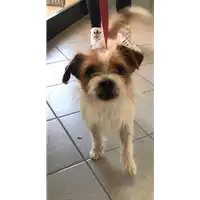 Foto dell\'animale cane - Matr. 2019/0872 - Microchip 380260080396278