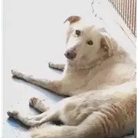 Foto dell\'animale cane - Matr. 2015/0876 - Microchip 380260043283259