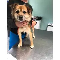 Foto dell\'animale cane - Matr. 2019/0878 - Microchip 380260042836618