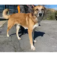 Foto dell\'animale cane - Matr. 2019/0880 - Microchip 380260043680436