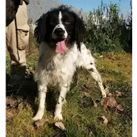 Foto dell\'animale cane - Matr. 2016/0871 - Microchip 380260042538500