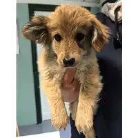 Foto dell\'animale cane - Matr. 2019/0886 - Microchip 380260043680890