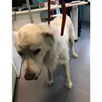 Foto dell\'animale cane - Matr. 2019/0884 - Microchip 380260043869500