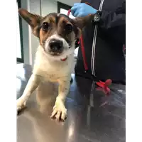 Foto dell\'animale cane - Matr. 2019/0883 - Microchip 380260043680894