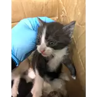 Foto dell\'animale gatto - Matr. 2019/0894 - Microchip 380260043870420