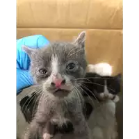Foto dell\'animale gatto - Matr. 2019/0893 - Microchip 380260043869919