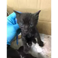 Foto dell\'animale gatto - Matr. 2019/0892 - Microchip 380260043873399