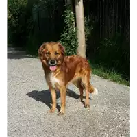 cane - Matr. 2016/1377 - Microchip 380260042789584